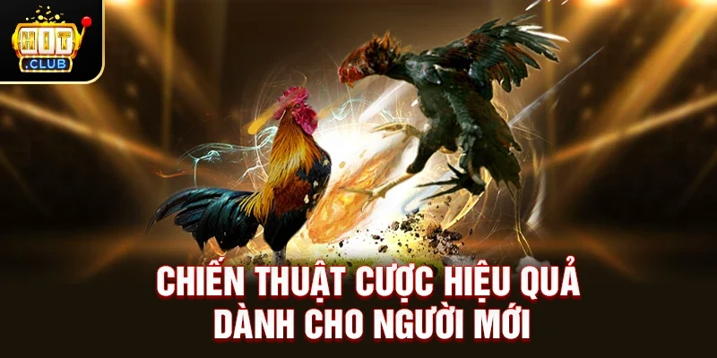Chiến Thuật Cược Hiệu Quả Dành Cho Người Mới